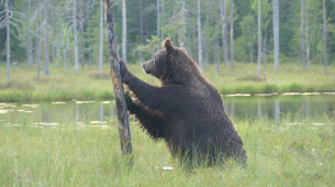 EU 환경 책임자가 야생화 국경 복원이 침입 억제에 도움이 될 수 있다고 말합니다: 